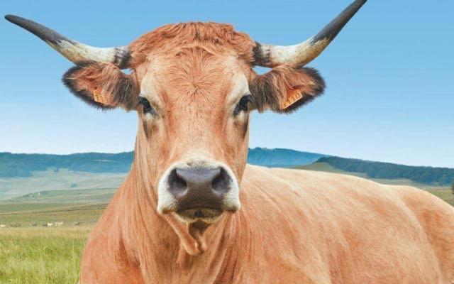 Gite Du Forail Laguiole Exteriér fotografie
